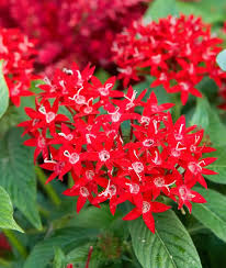 Red Flowers Vibrant Touch Of Color