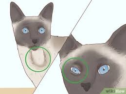 If you want a cat who will converse with you all day long, the siamese may be your perfect match. How To Decide If A Siamese Cat Is Right For You 11 Steps