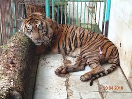 Kebun binatang gembira loka adalah sebuah kebun binatang yang berada di pusat kota yogyakarta.… pengelola kebun binatang surabaya (kbs) saat ini, ada baiknya perlu ke wina austria. Another Tiger Perishes At Indonesia S Death Zoo