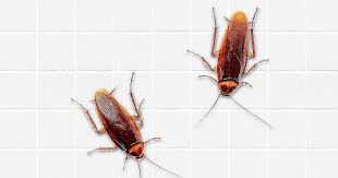 how to get rid of roaches in 5
