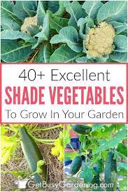 40 Vegetables That Grow In Shade Get