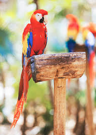 scarlet macaw parrot bird