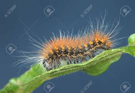 They are a lot and it is black 2 to 3 cm or 4cm long their base is black but the hair is like orange. Black Caterpillar With Long Hairs Of Orange And White Color Stock Photo Picture And Royalty Free Image Image 5724285