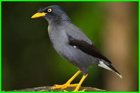 Meski demikian, sebenarnya tidak semua burung peliharaan harus diam seharian di dalam kandang. 5 Jenis Burung Peliharaan Yang Pintar Dunia Fauna Hewan Binatang Tumbuhan Dunia Fauna Hewan Binatang Tumbuhan