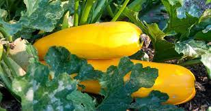 Growing Summer Squash In Containers