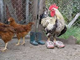 Image result for animals wearing shoes