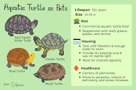 All About Keeping Pet Aquatic Turtles