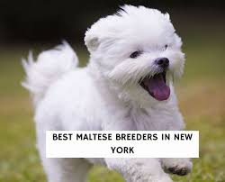 4 best maltese breeders in new york