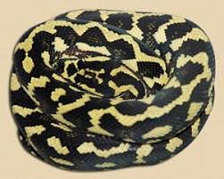 jungle carpet python snake ranch