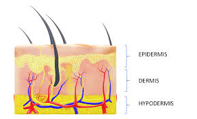 neurocosmetics in skincare