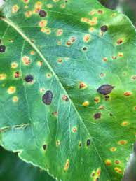 spots on your pear tree pear rust
