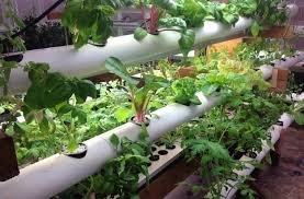 diy pvc pipe planters for decorating