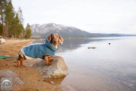 10 dog friendly beaches in lake tahoe
