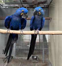 blue macaw parrots talking