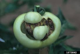 It can get to the point. Tomato Catfacing How To Treat Catface Deformities In Tomatoes