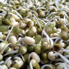 Kebutuhan benih dalam budidaya kacang hijau lebih kurang 20 kg untuk luasan lahan satu hektar. Kacang Hijau Cara Germinasi Benih Bijinya Andra Farm