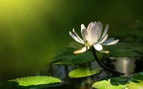 100 water lily wallpapers