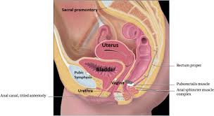 pelvic floor anatomy