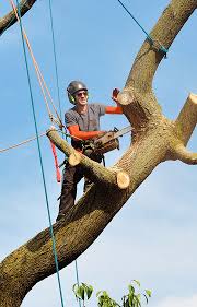 Best rated » alexandria va » tree services. Titan Tree Care Arborist Services For D C Maryland And Virginia Titan Tree Care