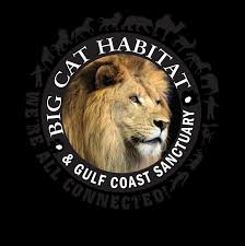 Hal yang dapat dilakukan di sarasota. Big Cat Habitat Gulf Coast Sanctuary Inc Reviews And Ratings Sarasota Fl Donate Volunteer Review Greatnonprofits