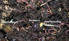 feeding compost worms what when