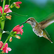 Bulbs Are Easy Hummingbird Garden