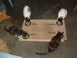 Cardboard cartons or half of a large carrier make good nest boxes to put in your kittening cage. Feral Cat Faq S The Paws Clinic