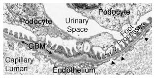 Glomerular Basement Membrane