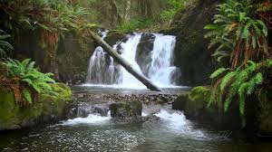 the forest waterfall hd the calming