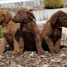 Find the perfect puppy for you and your family. 5 Things To Know About Chesapeake Bay Retriever Puppies Gfp