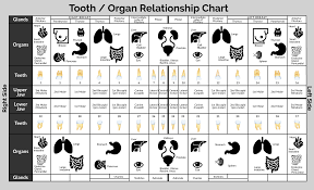 Tooth Meridian Chart Maxwell Dental