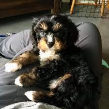 Find cavapoo puppies for sale with pictures from reputable cavapoo breeders. Cavapoo Puppies For Sale Cute Smart Healthy Vip Puppies