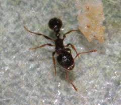 tiny indoor ants pavement ants the