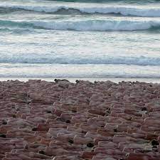 Kunst von Spencer Tunick: 2500 Nackte liegen am Bondi Beach - n-tv.de
