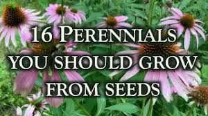 16 perennial flowers you should grow
