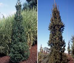 Columnar norway spruce will grow to be about 30 feet tall at maturity, with a spread of 10 feet. Picea Abies Cupressina Landscape Plants Oregon State University