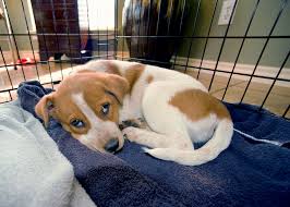 Stopping nighttime crying might require some lifestyle changes, but it's worth the effort. Help How Do I Stop My Dog From Crying In The Crate