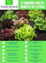 health benefits of eating lettuce