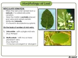 leaf venation flashcards quizlet