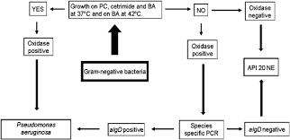 isolation of pseudomonas aeruginosa