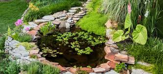 Pond Without Having Mosquitoes