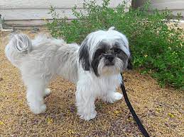 Shih tzu are alert and lively, but tend to be relatively quiet and will seldom bark unless they have been trained into it purposefully or as an accidental bad habit. Las Vegas Nv Shih Tzu Meet Gecko A Pet For Adoption