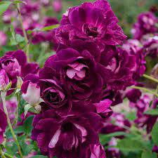 purple roses at lowes com
