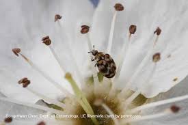 carpet beetle is this a pest the