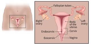 what is cervical cancer types of