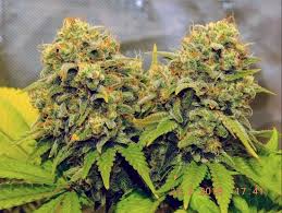 Gorilla glue #4 is an indica dominant hybrid strain originally developed in nevada, usa. Rainbow Glue The Ultimate Hybrid Cannabis Seeds By Bsb Genetics