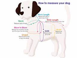 measure your dog pittapatta boutique