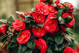 camellia meaning and symbolism bouqs