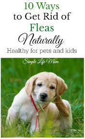 10 ways to get rid of fleas naturally