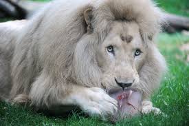 rare white lion could be auctioned off